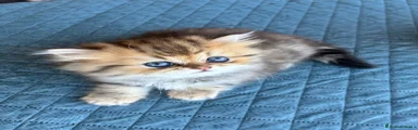 Persiano 2
