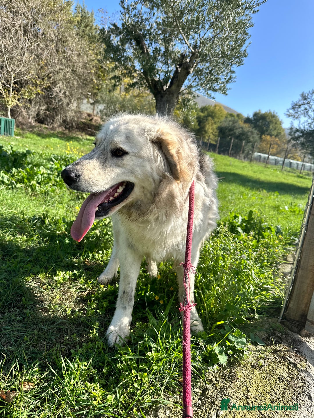 Meticcio cani in regalo: Sansone  - Annuncio 6