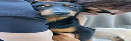 Meticcio cani in regalo: Pulcina - Annuncio 5