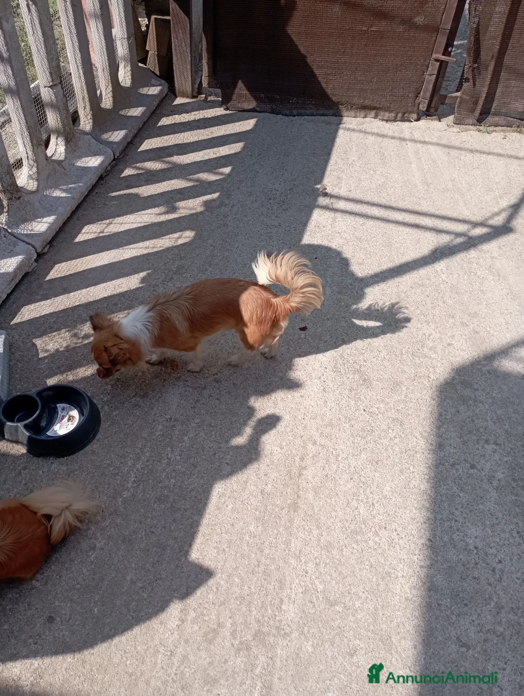 Chihuahua cani in vendita: Chihuahua maschi - Annuncio 3