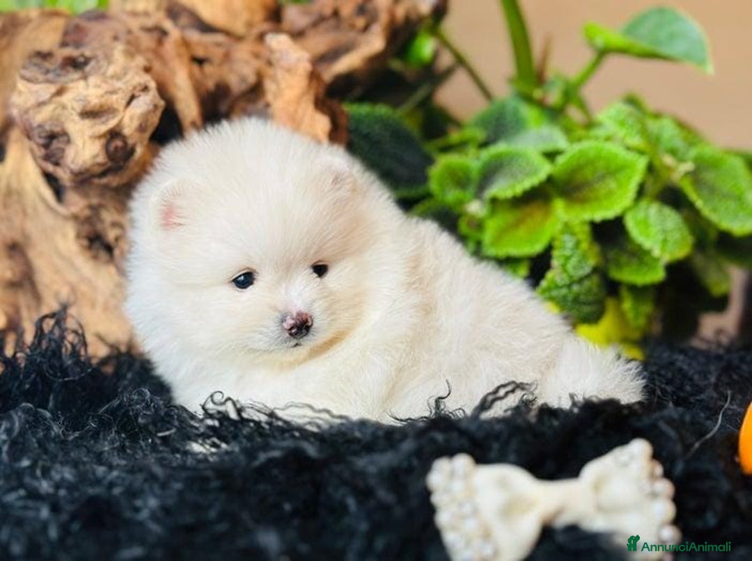 Volpino Pomerania cani in vendita: Cuccioli di Pomerania - Annuncio 2