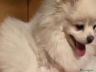 Volpino Pomerania cani Volpini spitz di pomerania massimo 3 kili - Annuncio 1