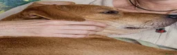 Meticcio cani in regalo: Ariel a Città Metropolitana di Genova - Annuncio 3