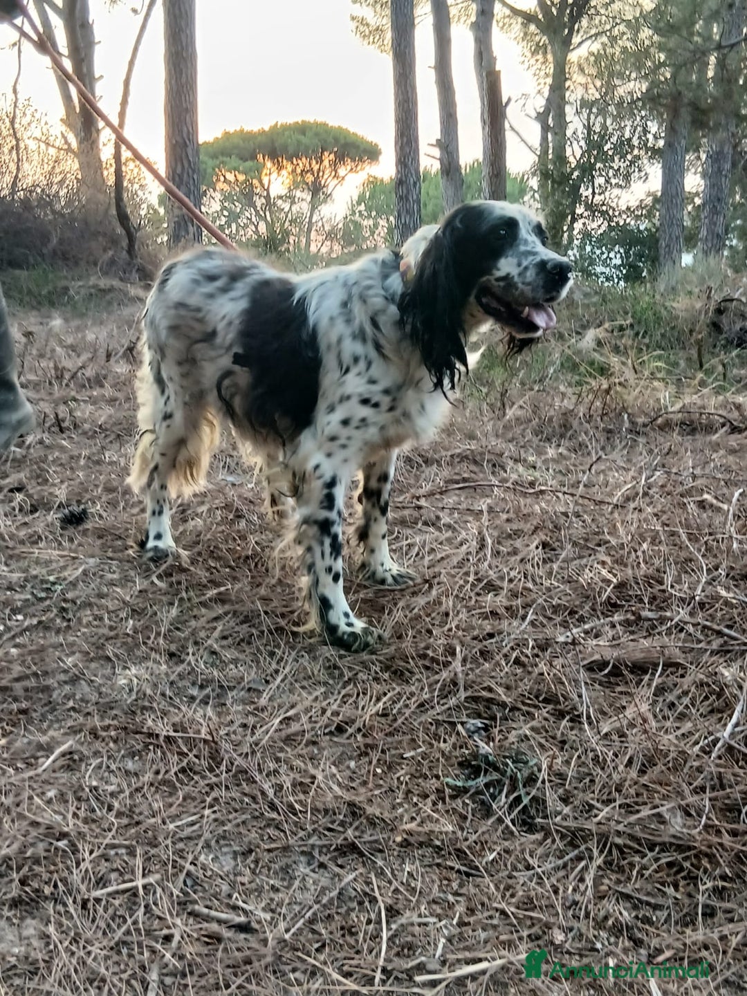 Setter Inglese cani in regalo: Splendido Setter Inglese - JACK - Annuncio 6