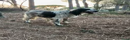 Setter Inglese cani in regalo: Splendido Setter Inglese - JACK - Annuncio 6
