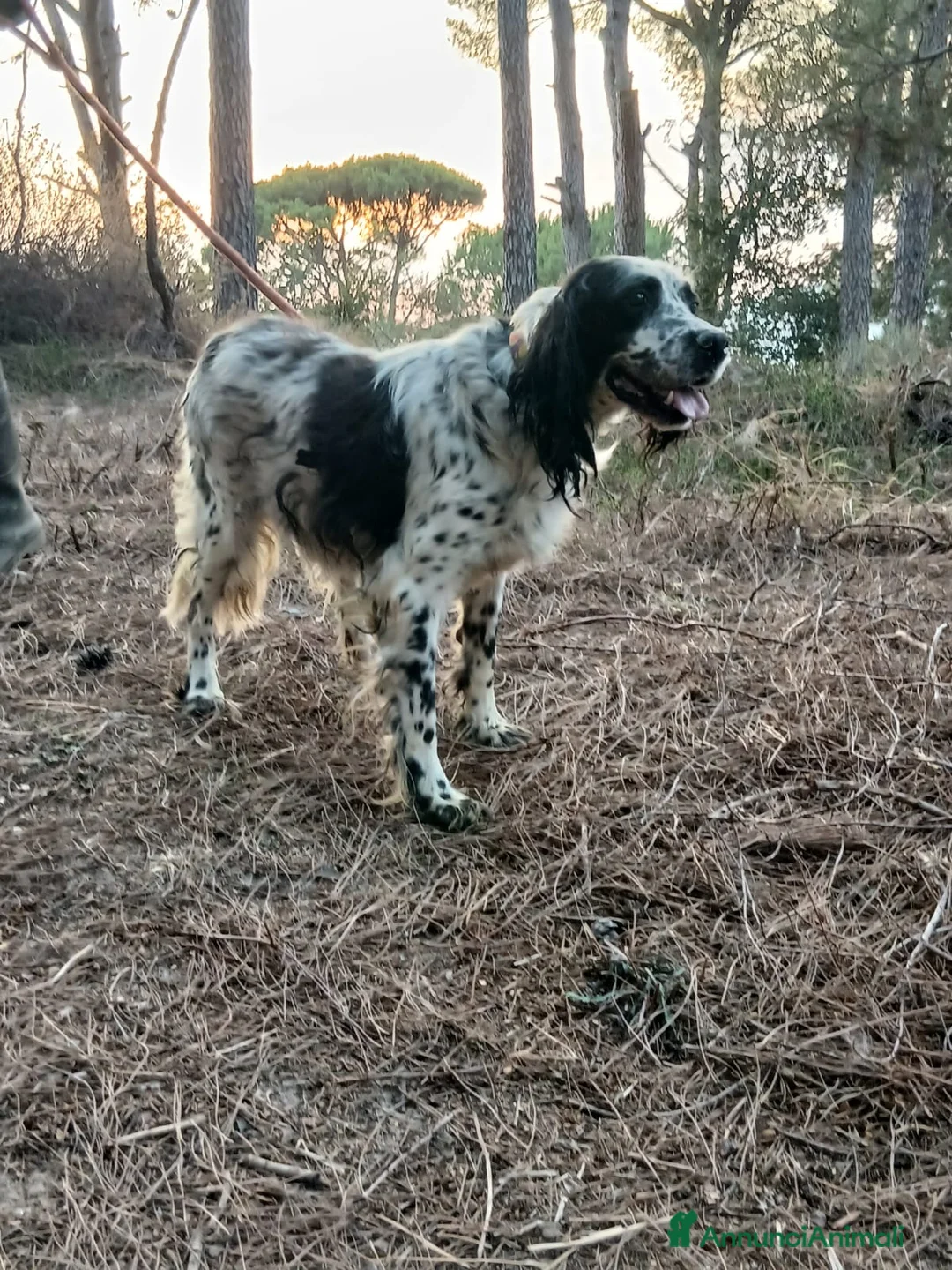 Setter Inglese cani in regalo: Splendido Setter Inglese - JACK - Annuncio 6