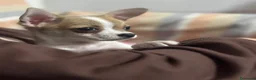 Chihuahua cani in vendita: chiuhuahua mini toy a Libero consorzio comunale di Caltanissetta - Annuncio 3