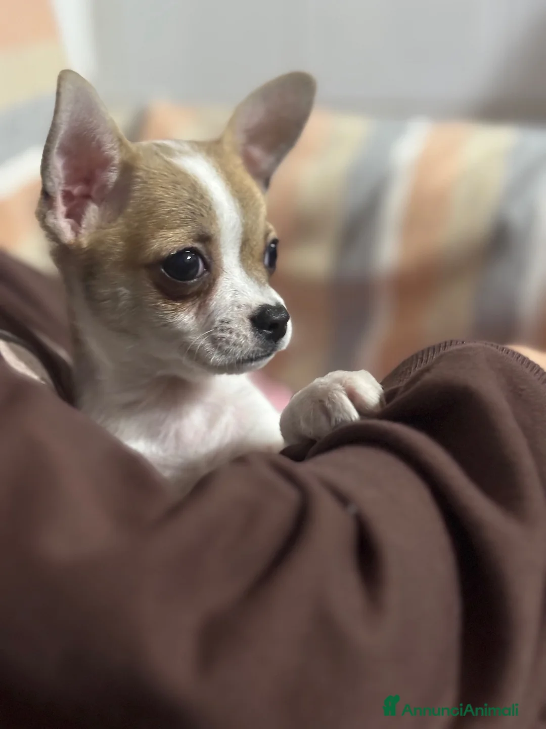 Chihuahua cani in vendita: chiuhuahua mini toy a Libero consorzio comunale di Caltanissetta - Annuncio 3