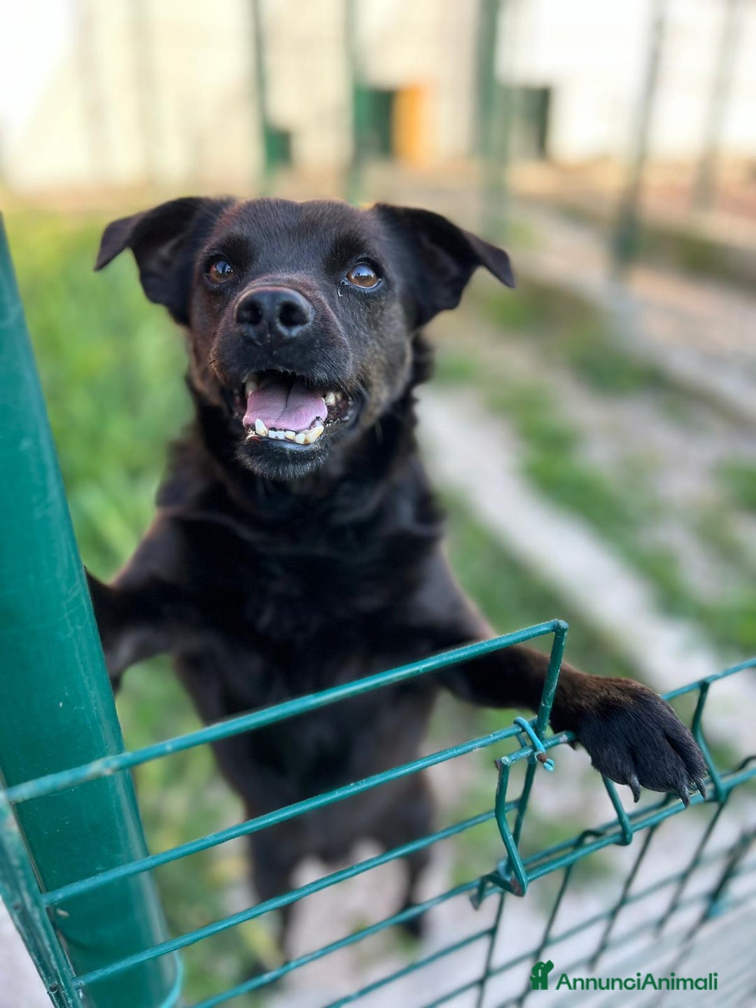 Meticcio cani in regalo: Bart, un cagnolino piccolino tanto sfortunato a Pomezia - Annuncio 3