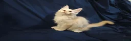 Maine Coon gatti in vendita: Gattini Maine Coon con pedigree AFSI - Annuncio 9