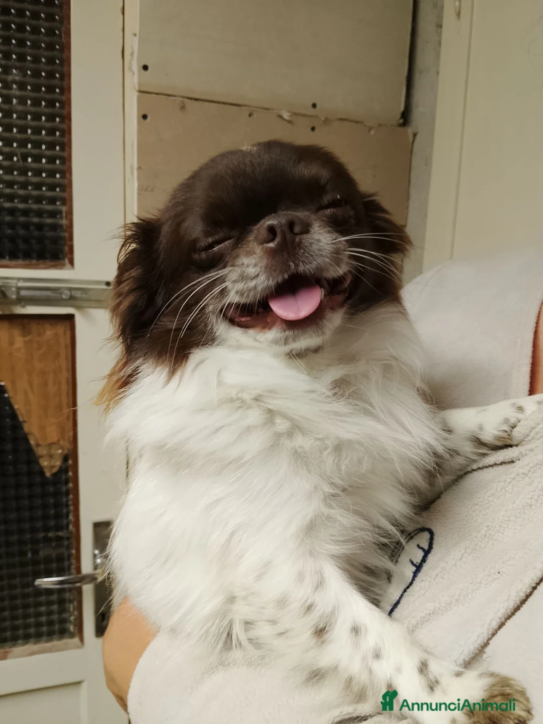 Chihuahua cani per accoppiamento: Accoppiamento  a Provincia di Bergamo - Annuncio 2