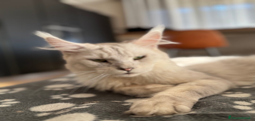 Immagine della galleria {{count}}