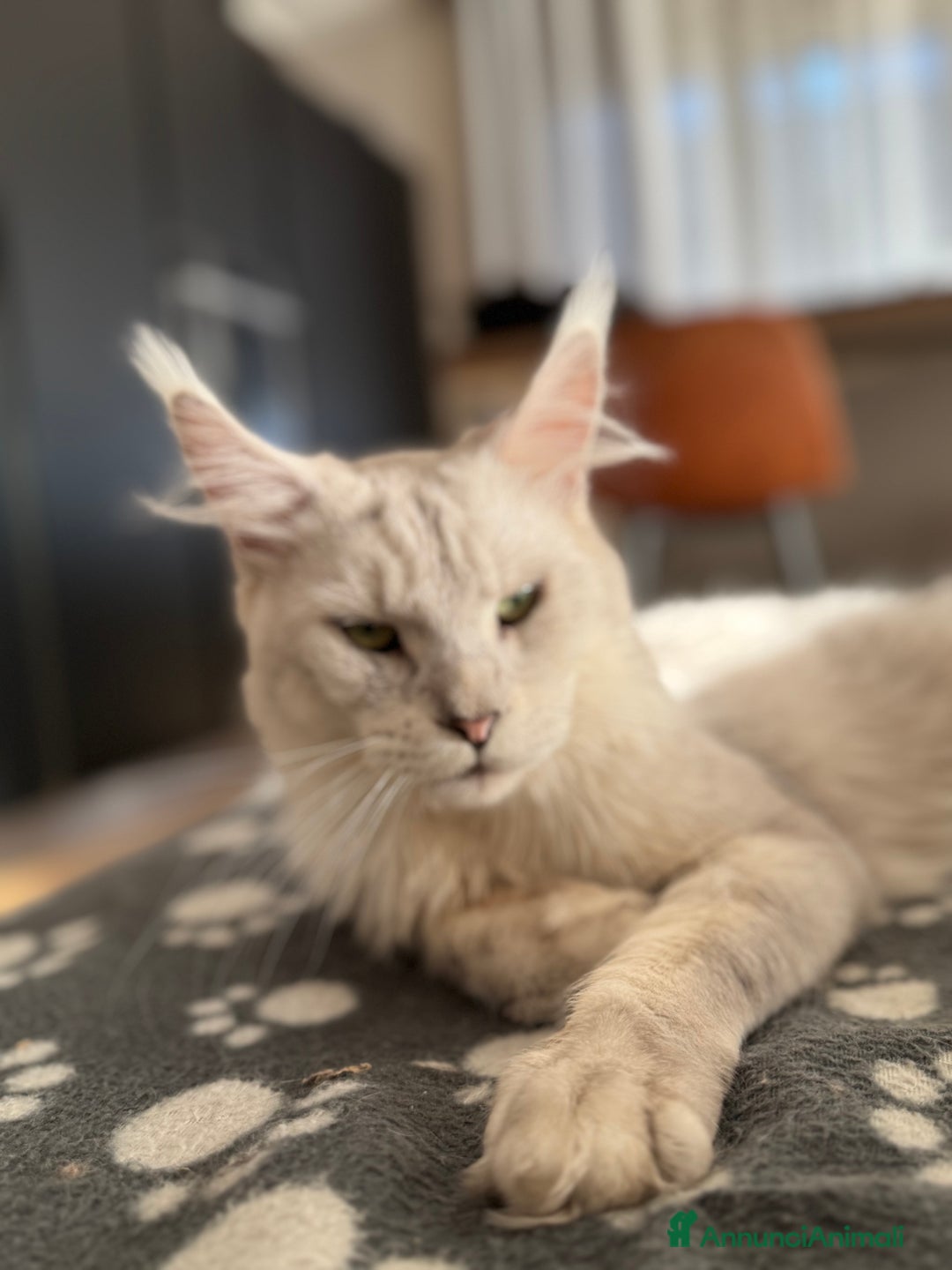 Immagine della galleria {{count}}