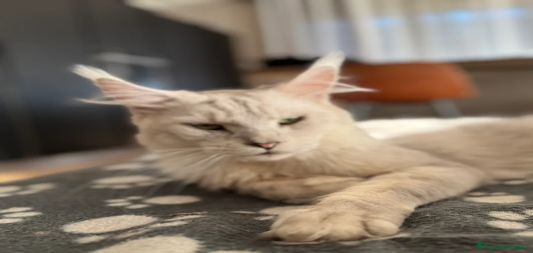 Immagine della galleria {{count}}