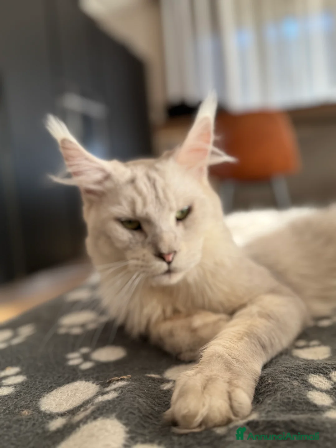 Immagine della galleria {{count}}