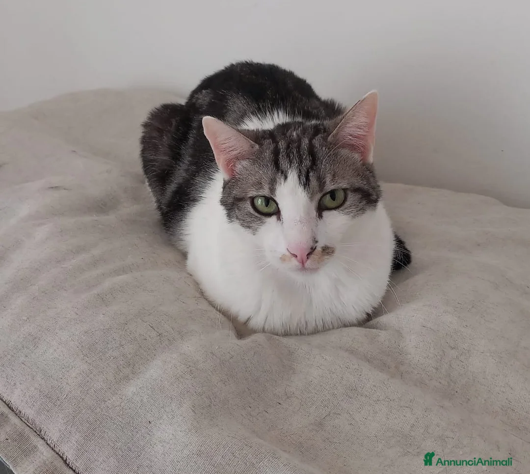 Europeo gatti in regalo: Miele, adorabile gatto da adottare! - Annuncio 5