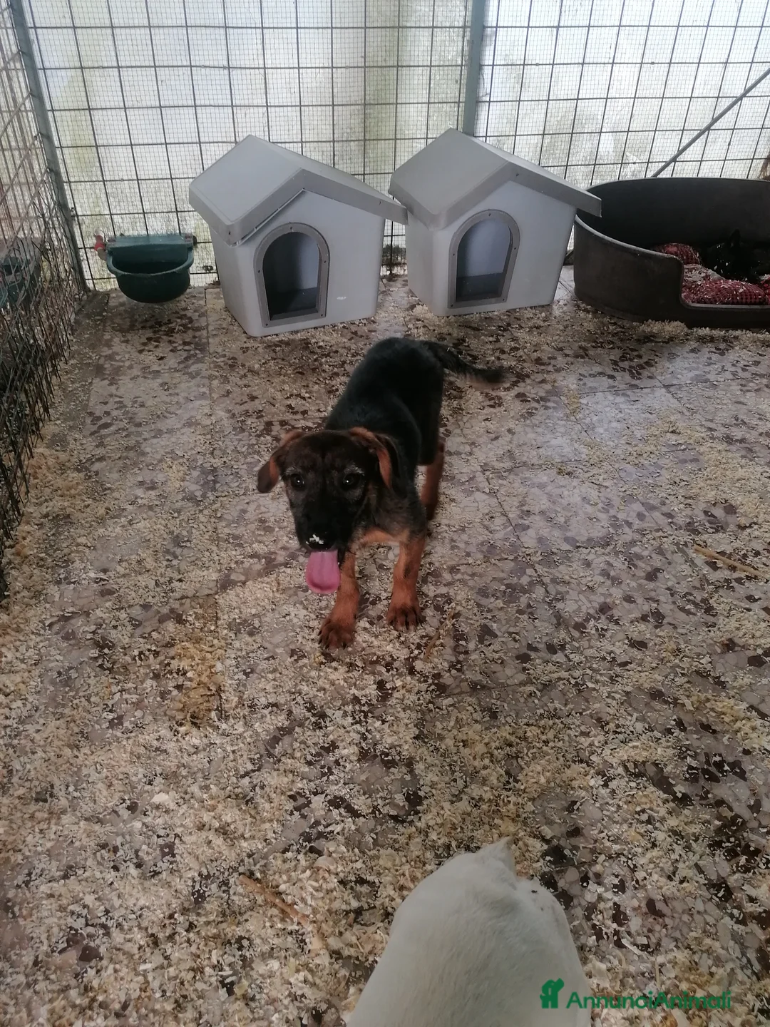 Meticcio cani in regalo: Fiorella, cucciola in canile - Annuncio 2