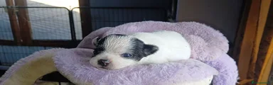 Chihuahua 1