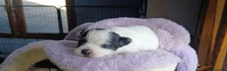 Chihuahua cani in vendita: Cuccioli di Chihuahua toy puri  - Annuncio 4