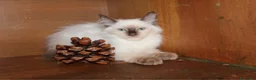 Ragdoll gatti in vendita: Ragdoll cuccioli splendidi con pedigree.. - Annuncio 4