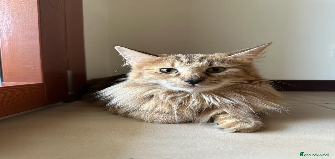 Immagine della galleria {{count}}