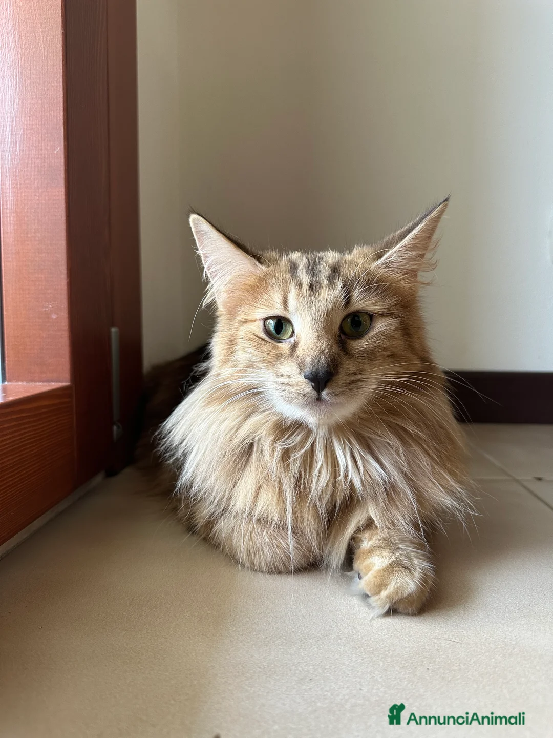 Immagine della galleria {{count}}