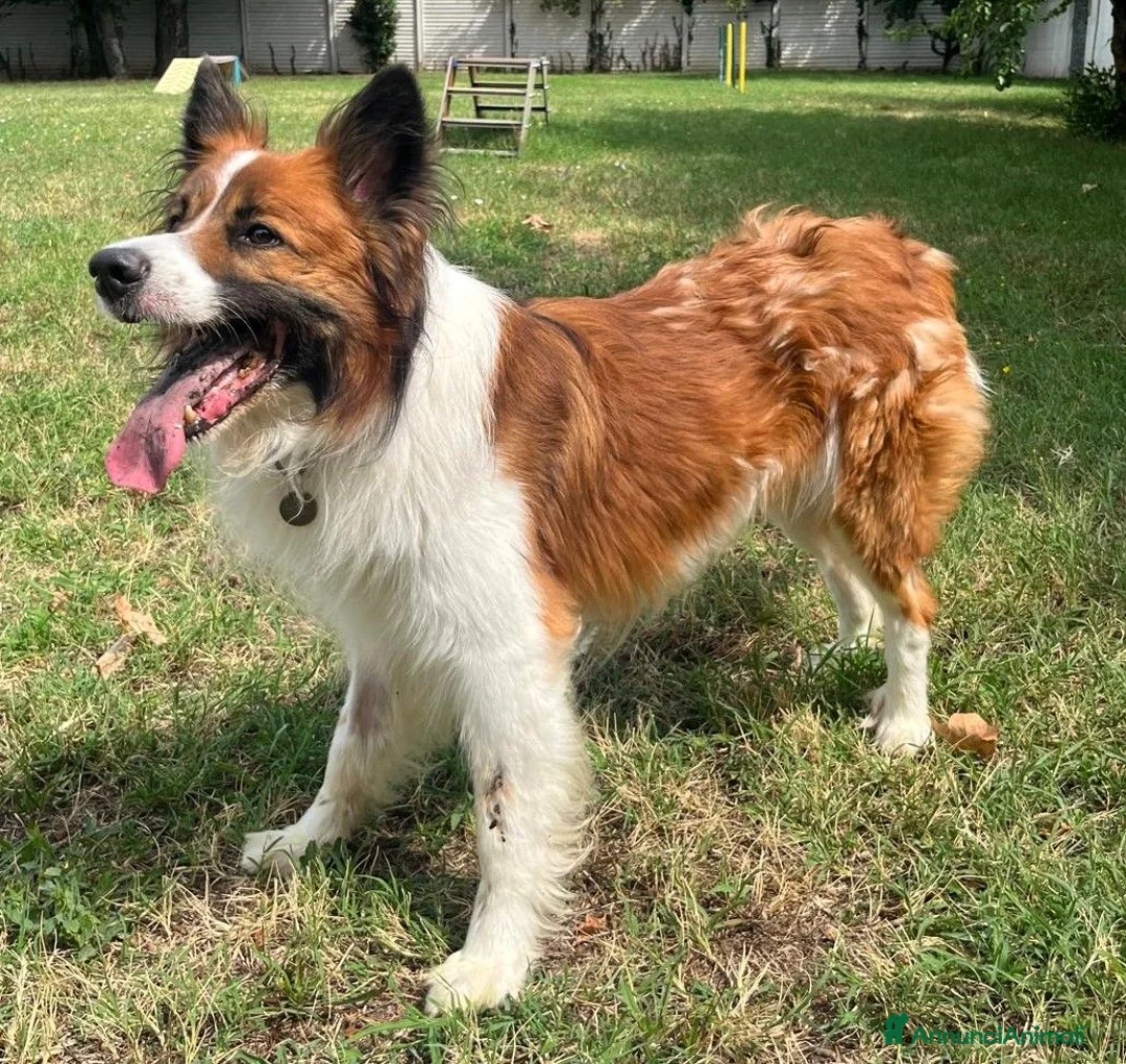 Meticcio cani in regalo: CHARLIE BORDER COLLIE - Annuncio 1