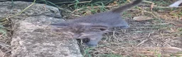 Meticcio gatti in regalo: Gattini cedo solo a persone responsabili a Città metropolitana di Roma Capitale - Annuncio 5