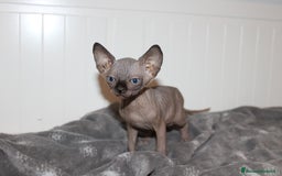 Sphynx gatti in vendita: Vendo cuccioli di sphynx a Provincia di Massa e Carrara - Immagine 6