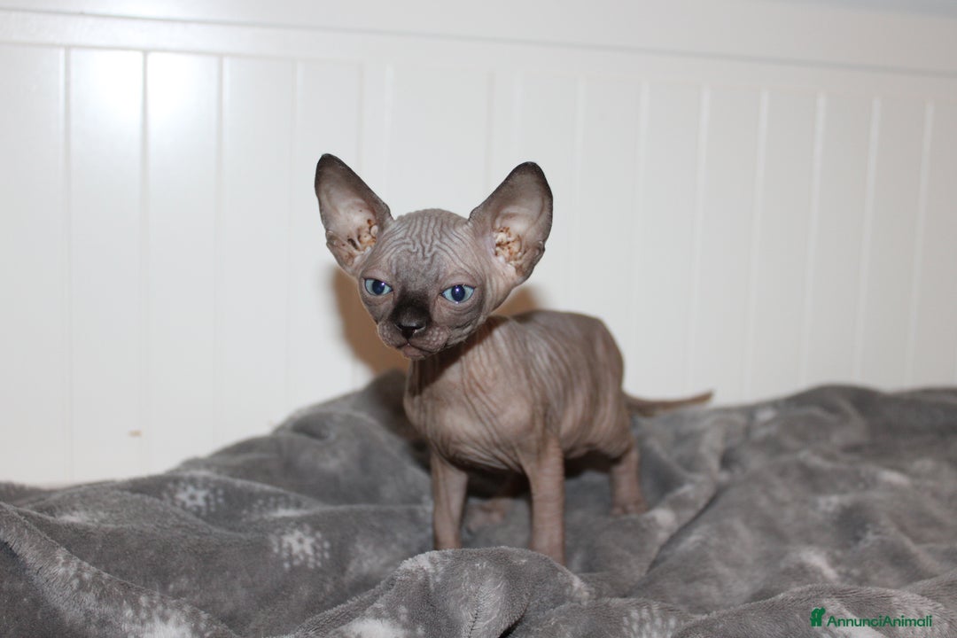 Sphynx gatti in vendita: Vendo cuccioli di sphynx a Provincia di Massa e Carrara - Immagine 6