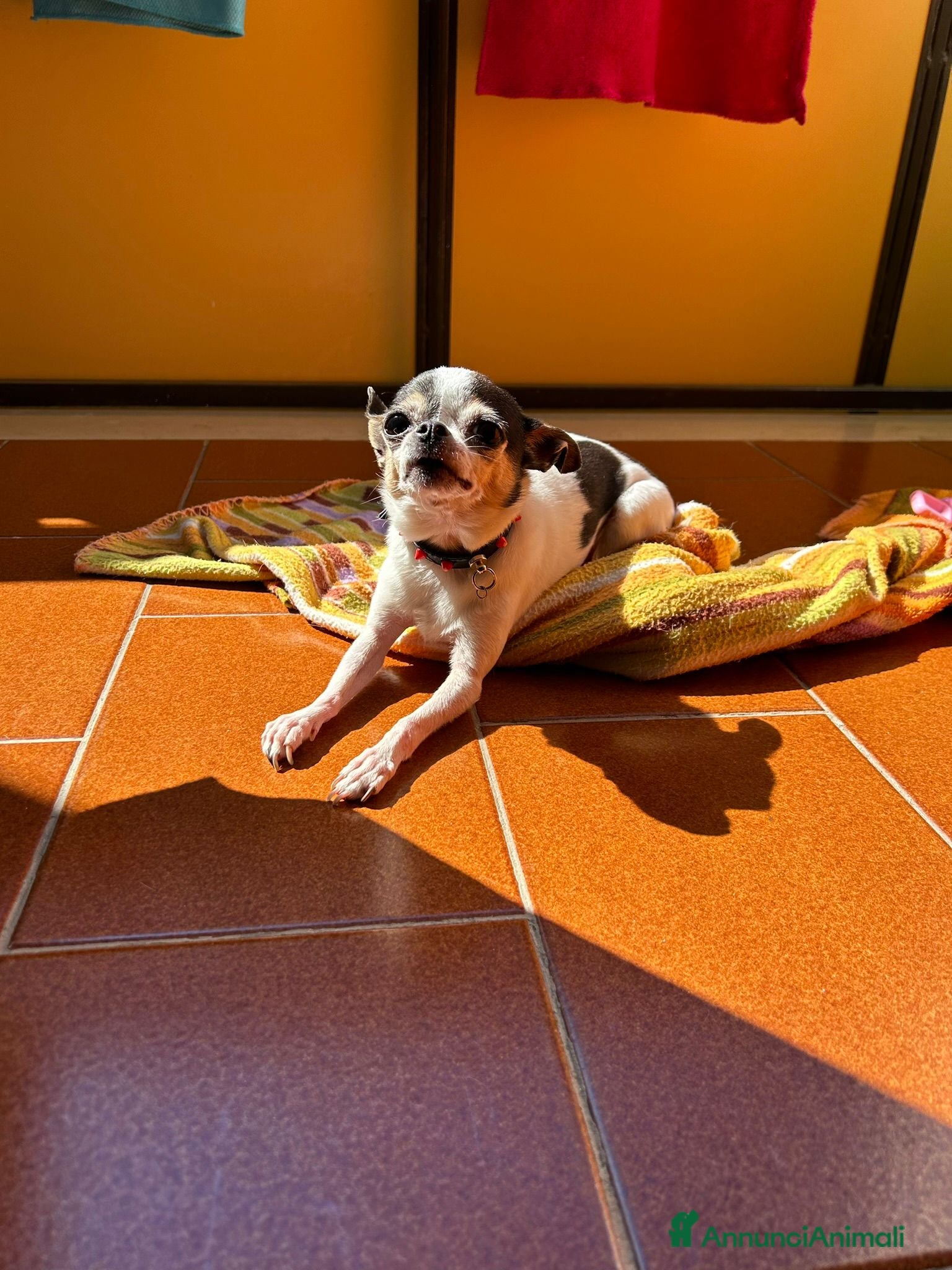 Chihuahua cani Cane di chichaua  a Provincia di Taranto - Annuncio 1