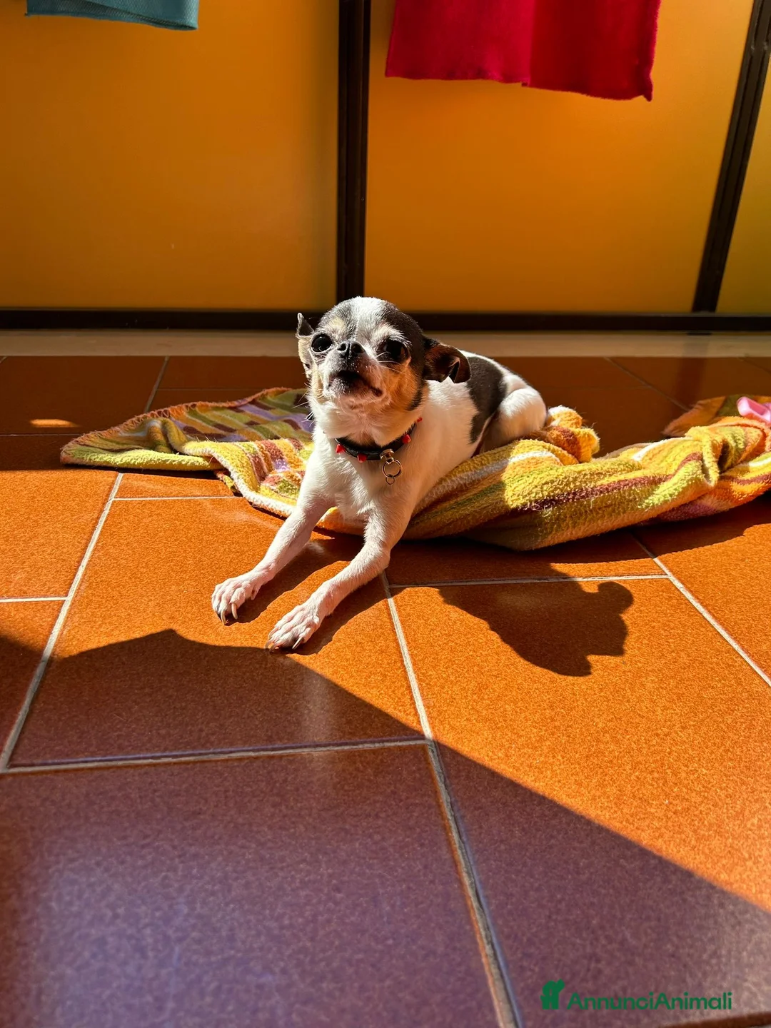 Chihuahua cani in regalo: Cane di chichaua  a Provincia di Taranto - Annuncio 1