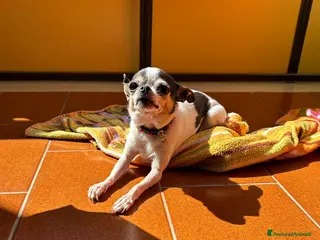 Chihuahua cani Cane di chichaua a Provincia di Taranto - Annuncio 2