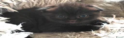 Scottish gatti in vendita: Gattini Scottish Fold & Straight con Pedigree - Annuncio 13