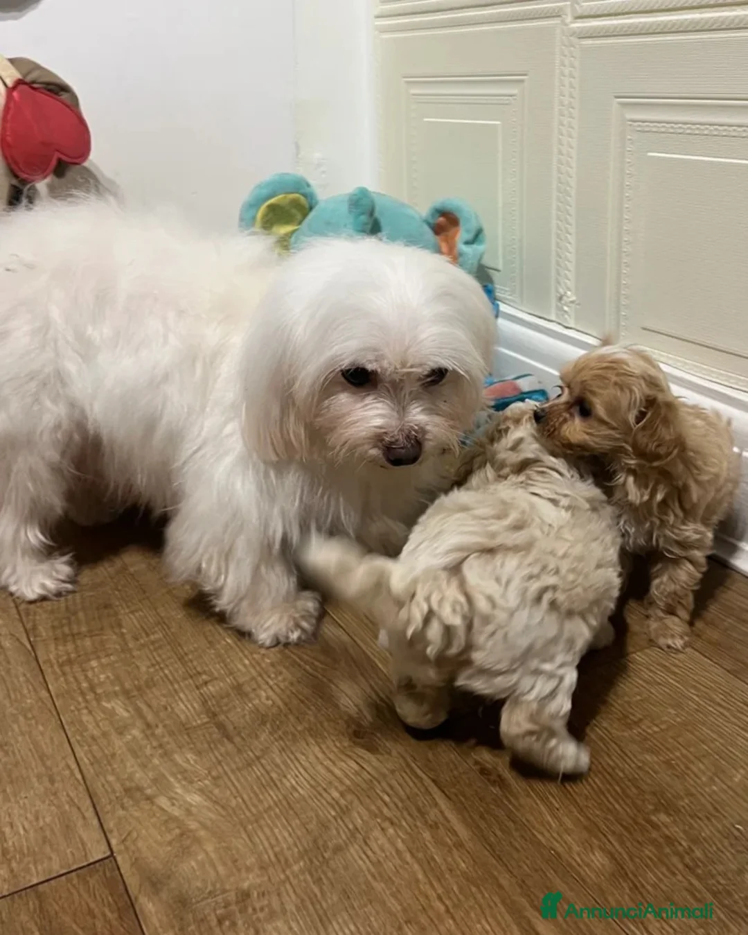 Maltipoo cani in vendita: 🩷3 splendidi cuccioli di Maltipoo🩷 - Annuncio 6