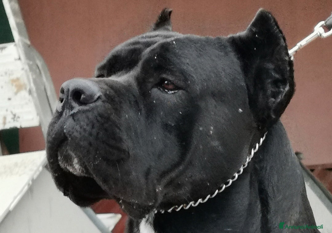 Immagine della galleria {{count}}