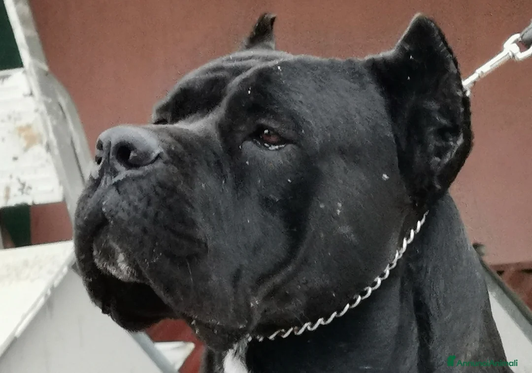 Immagine della galleria {{count}}