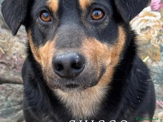 Meticcio cani CHICCO, simpaticissimo ZAMPACORTA cerca coccole. - Annuncio 34