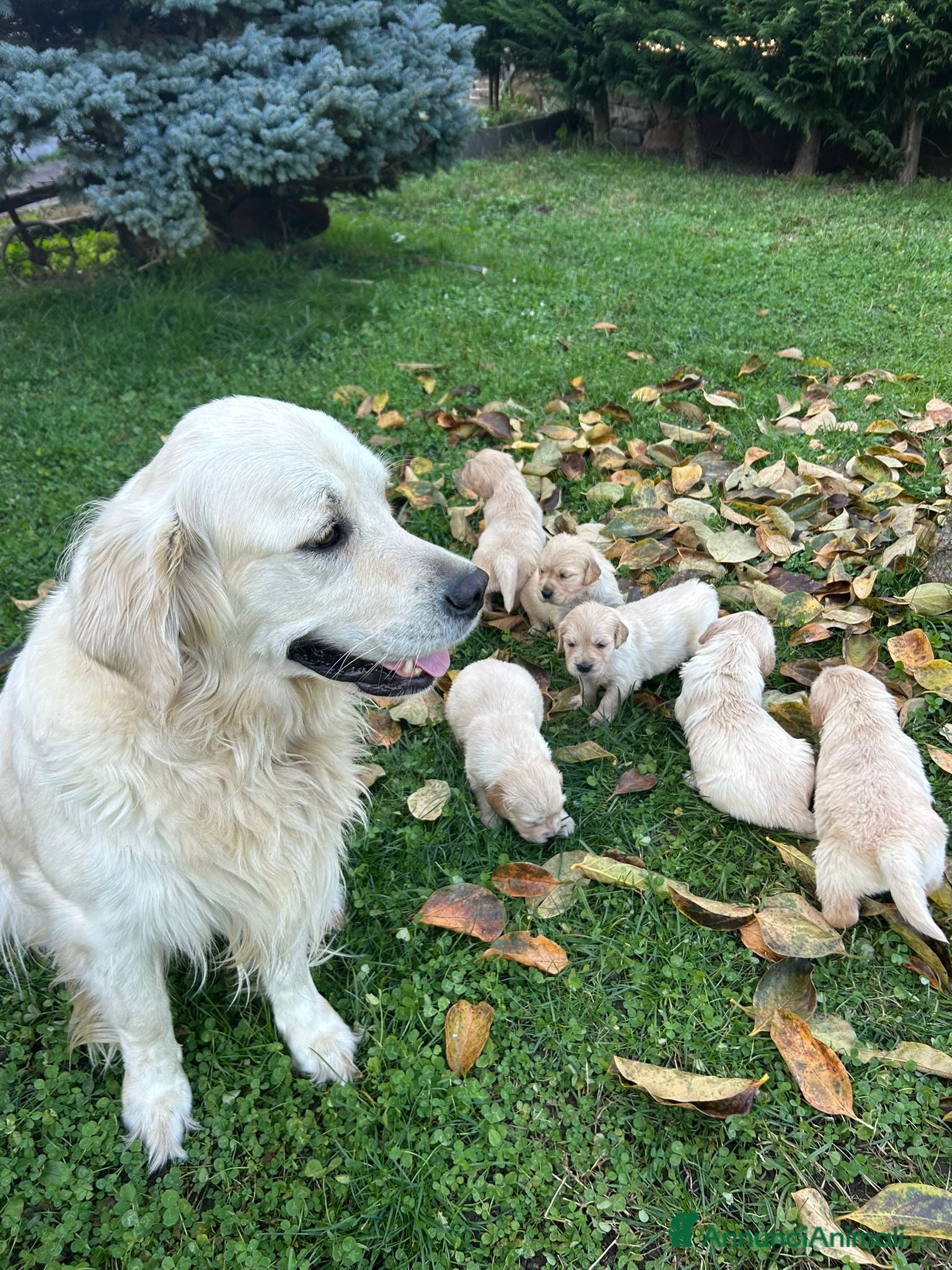 Golden Retriever cani Golden retriever  - Annuncio 33