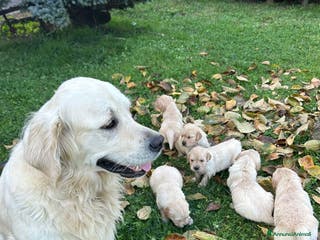 Golden Retriever cani Golden retriever - Annuncio 19