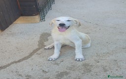 Meticcio cani in regalo:  AKI  - Immagine 14