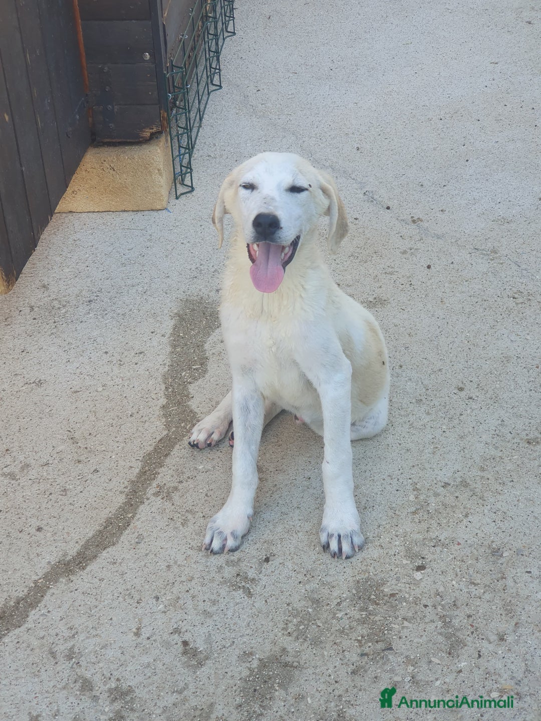 Meticcio cani in regalo:  AKI  - Annuncio 14