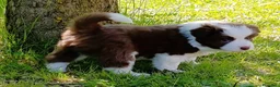 Border Collie cani in vendita: cucciolo Border Collie maschio  - Annuncio 7