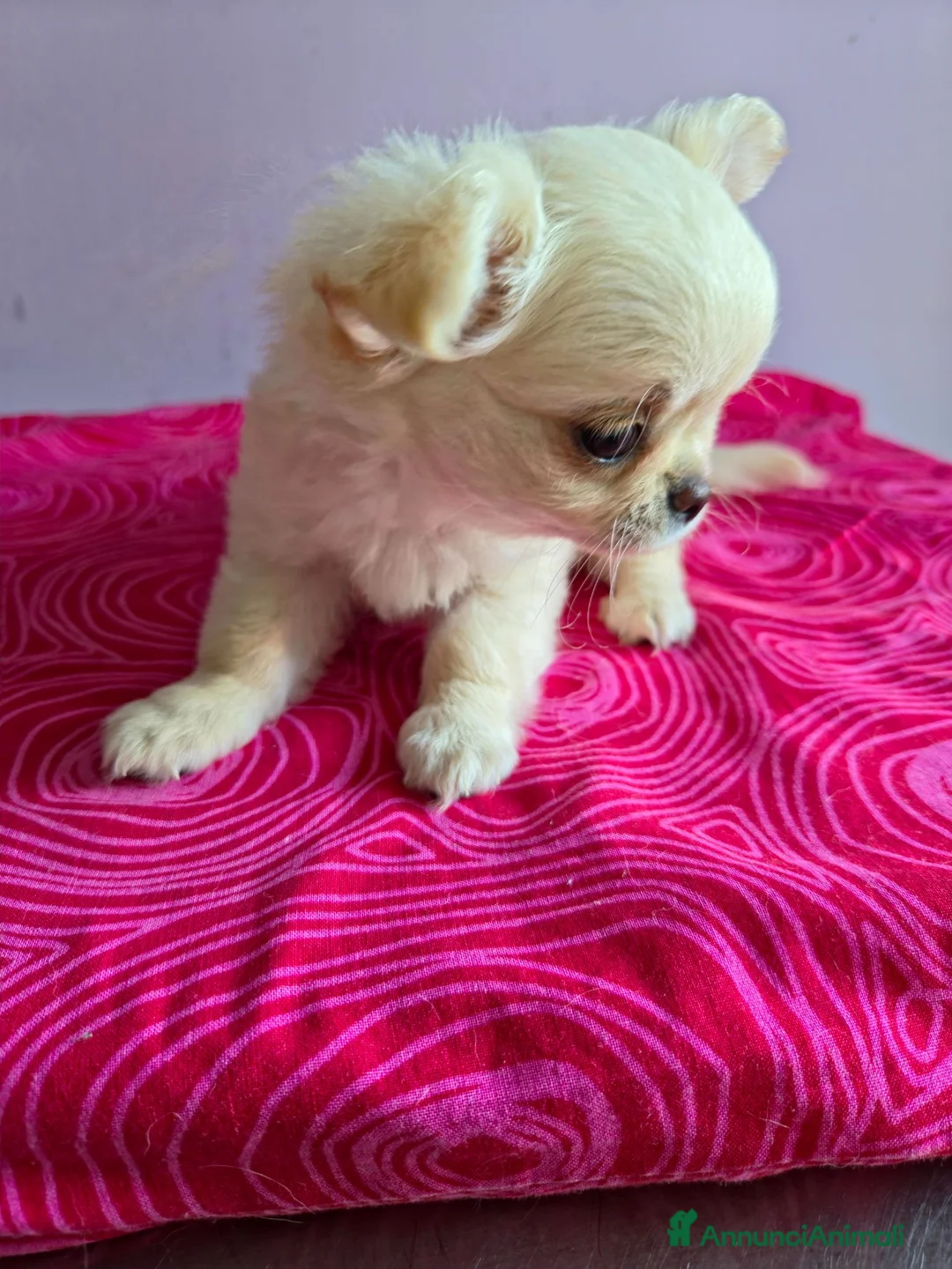 Chihuahua cani in vendita: Chihuahua  - Annuncio 2