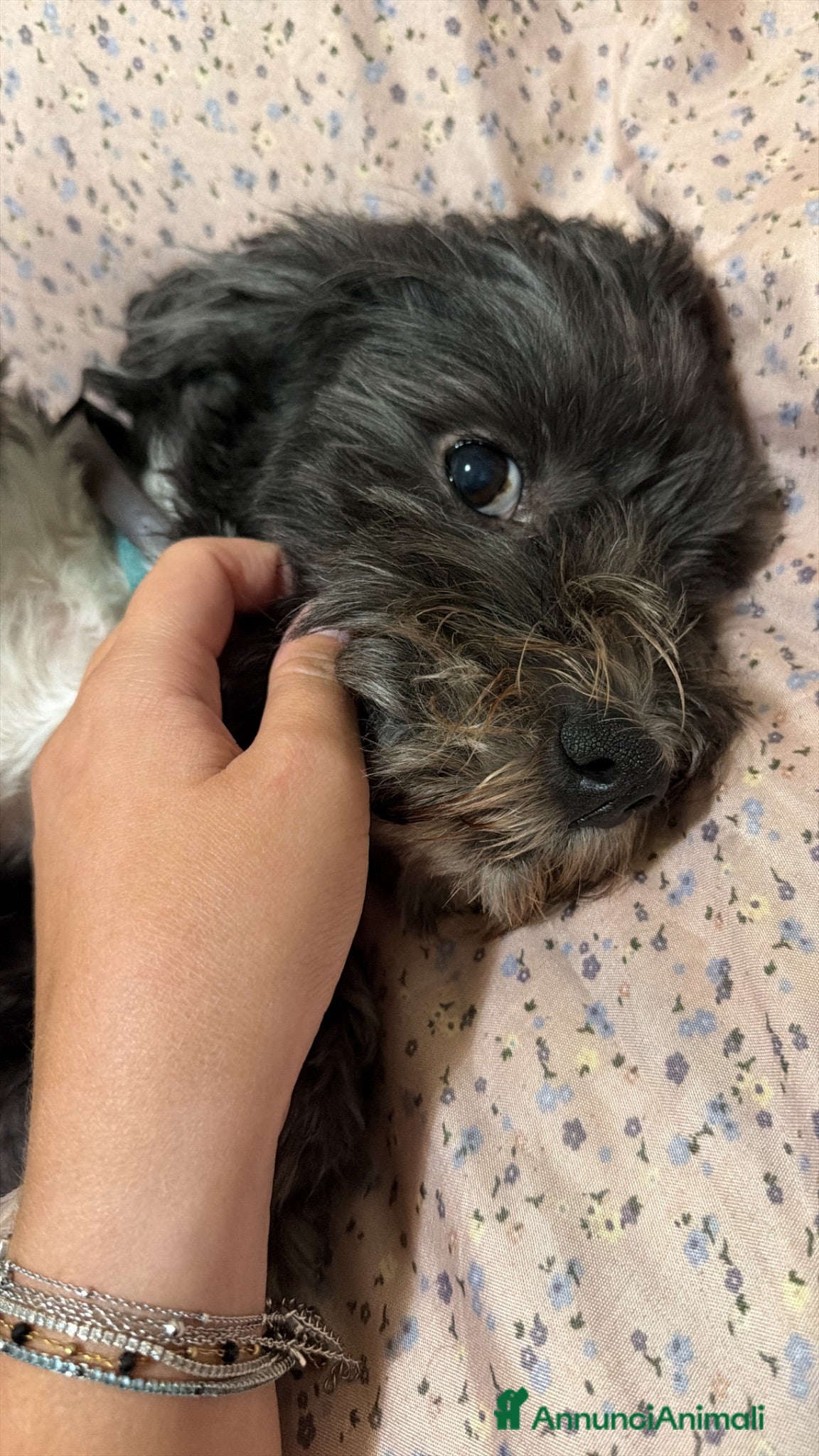 Meticcio cani Dylan  - Annuncio 1