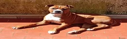 American Staffordshire cani in regalo: Pitbull  a Città metropolitana di Catania - Annuncio 2