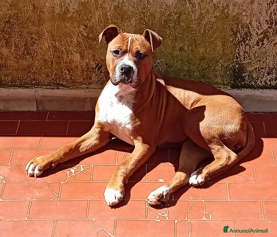 American Staffordshire cani in regalo: Pitbull  a Città metropolitana di Catania - Annuncio 2