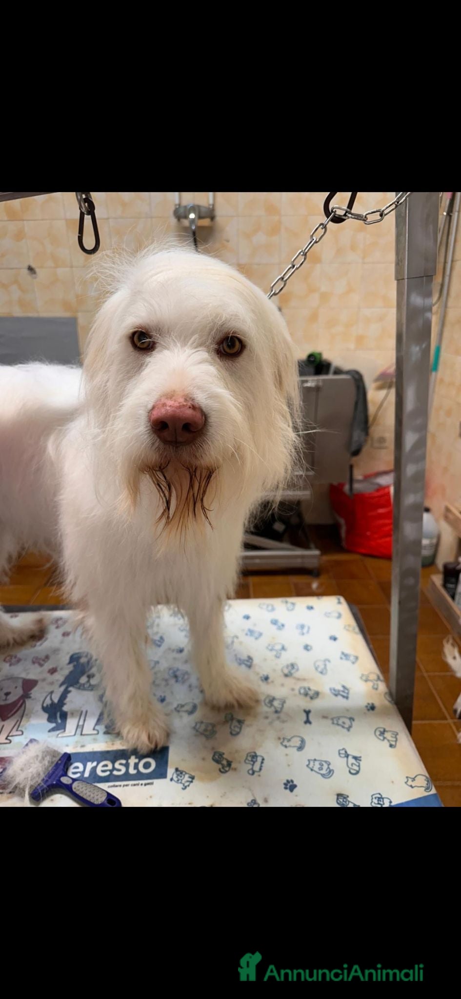 Meticcio cani Buttato via dalla sua famiglia!!! - Annuncio 18