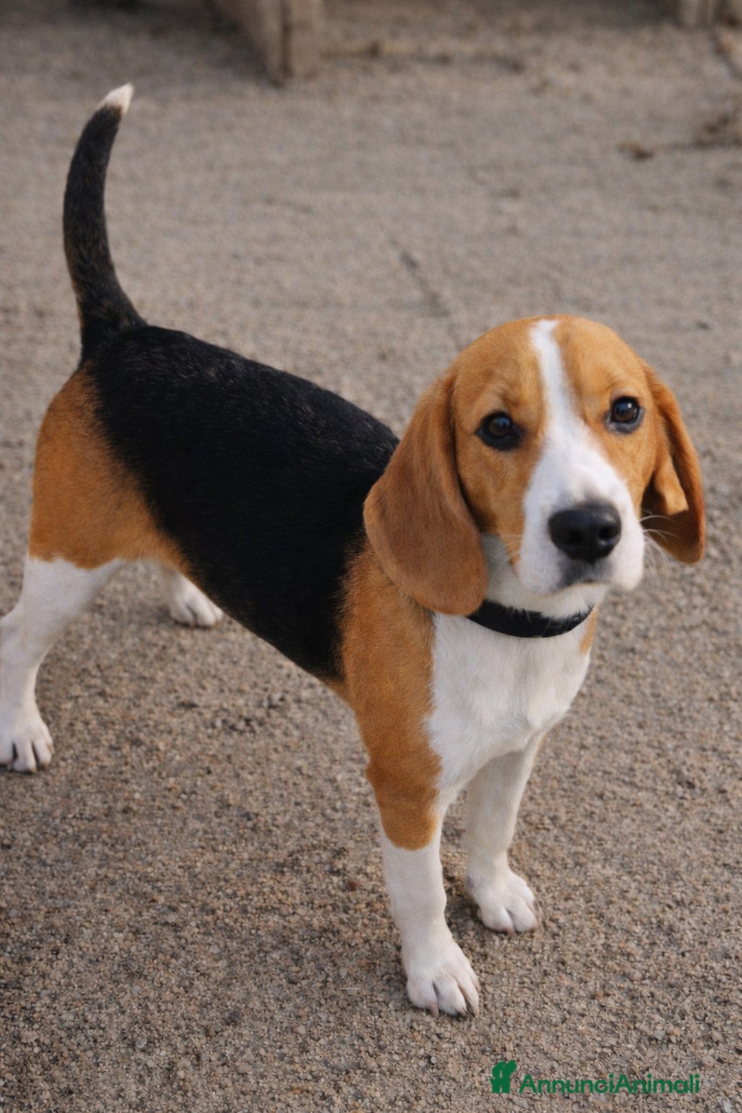 Beagle cani in regalo: SASHA, beagle meravigliosa cercxa casa - Annuncio 1