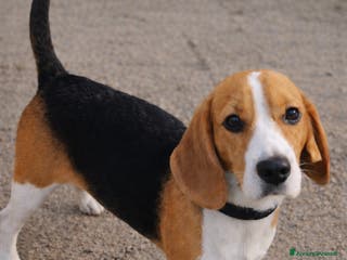 Beagle cani SASHA, beagle meravigliosa cercxa casa - Annuncio 1